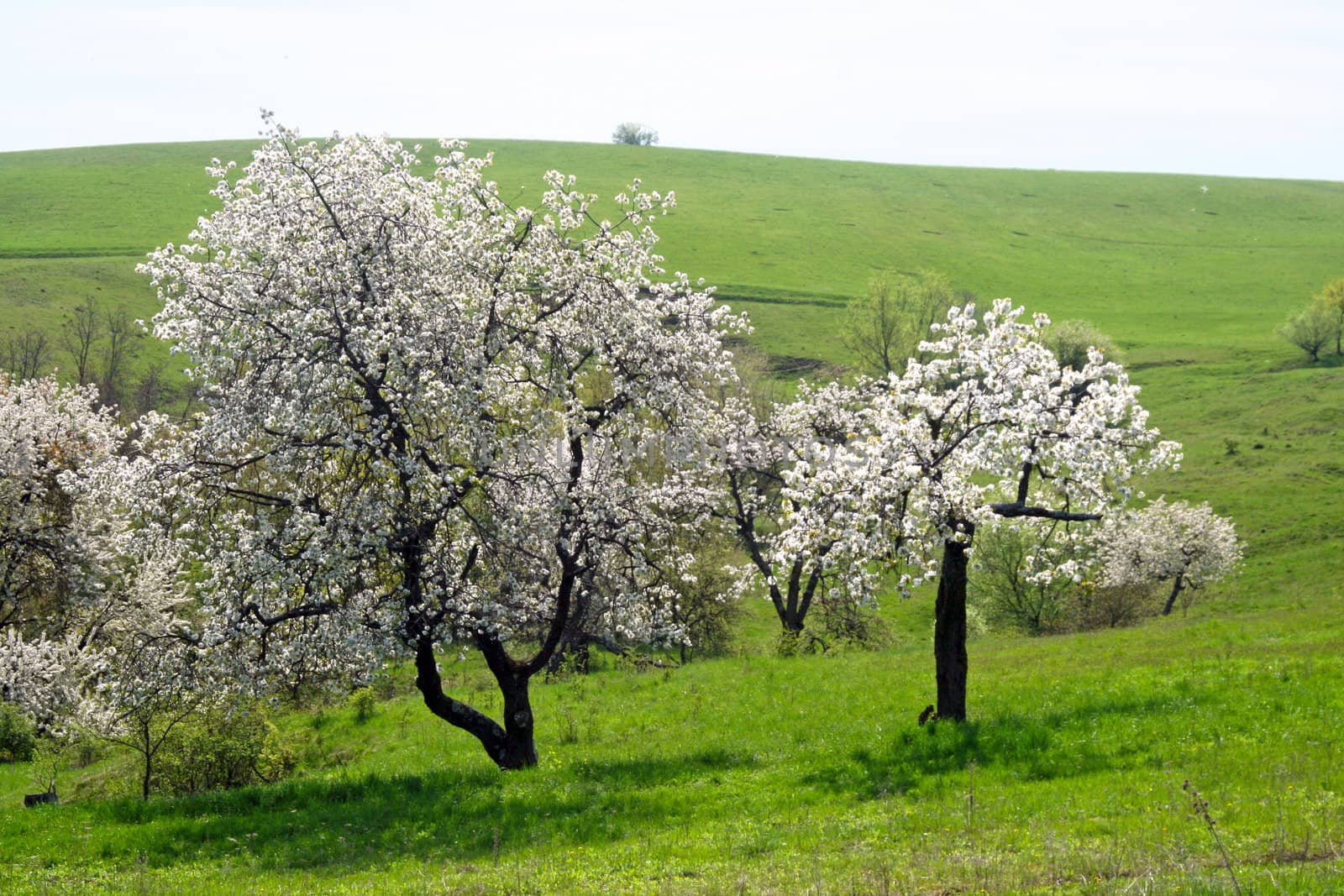 Spring has arrived in the mountains by renegadewanderer