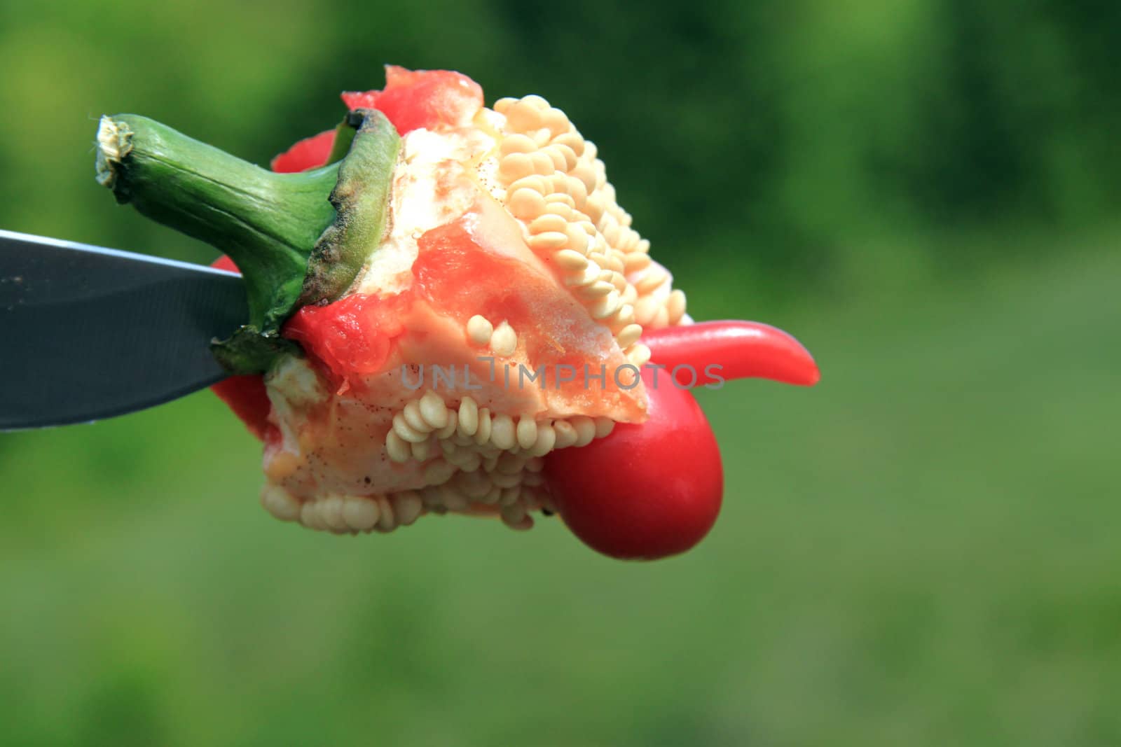 Pepper stub macro with a knife