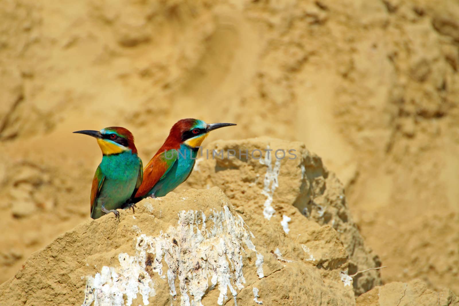 Two bee-eaters on a rock