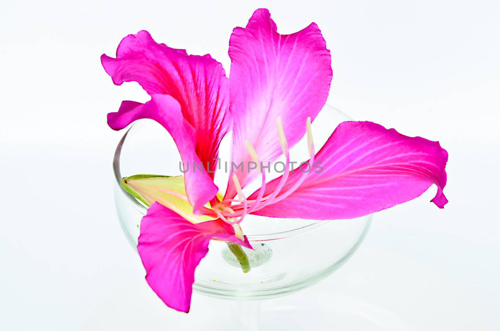 Purple Bauhinia in glass right.