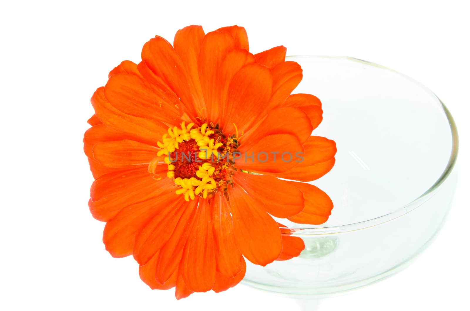 Orange zinnia flowers in glass left.