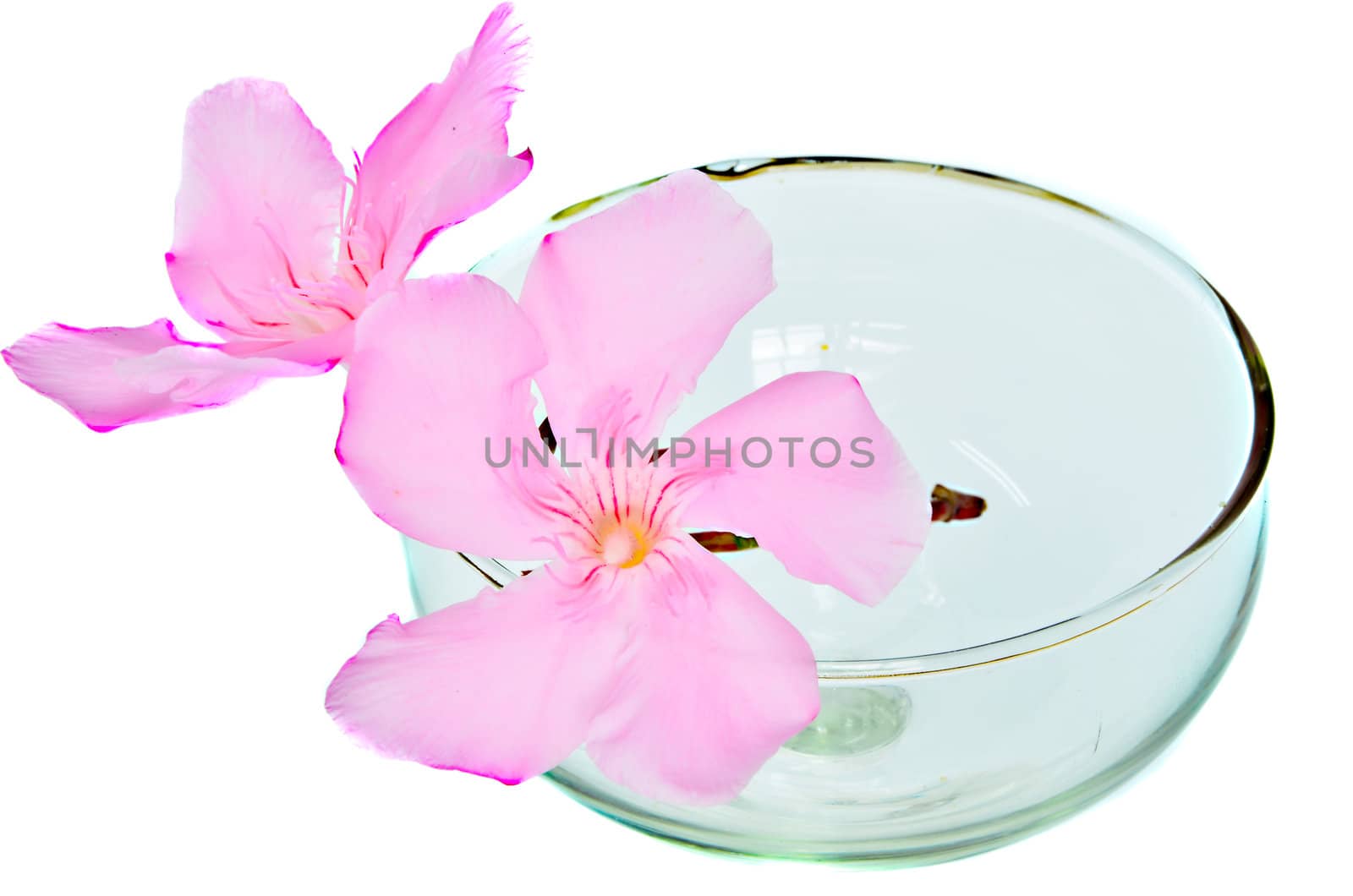 pink flowers in the glass