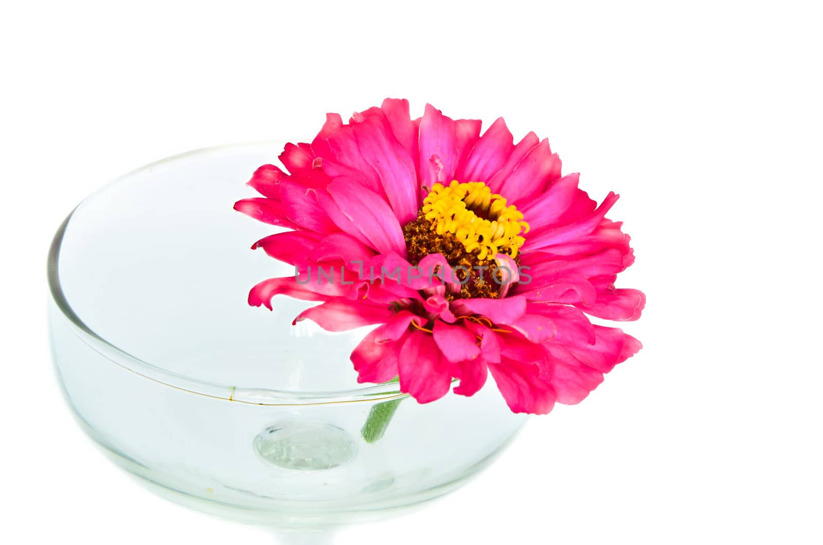 Fuchsia colored zinnia in glass.