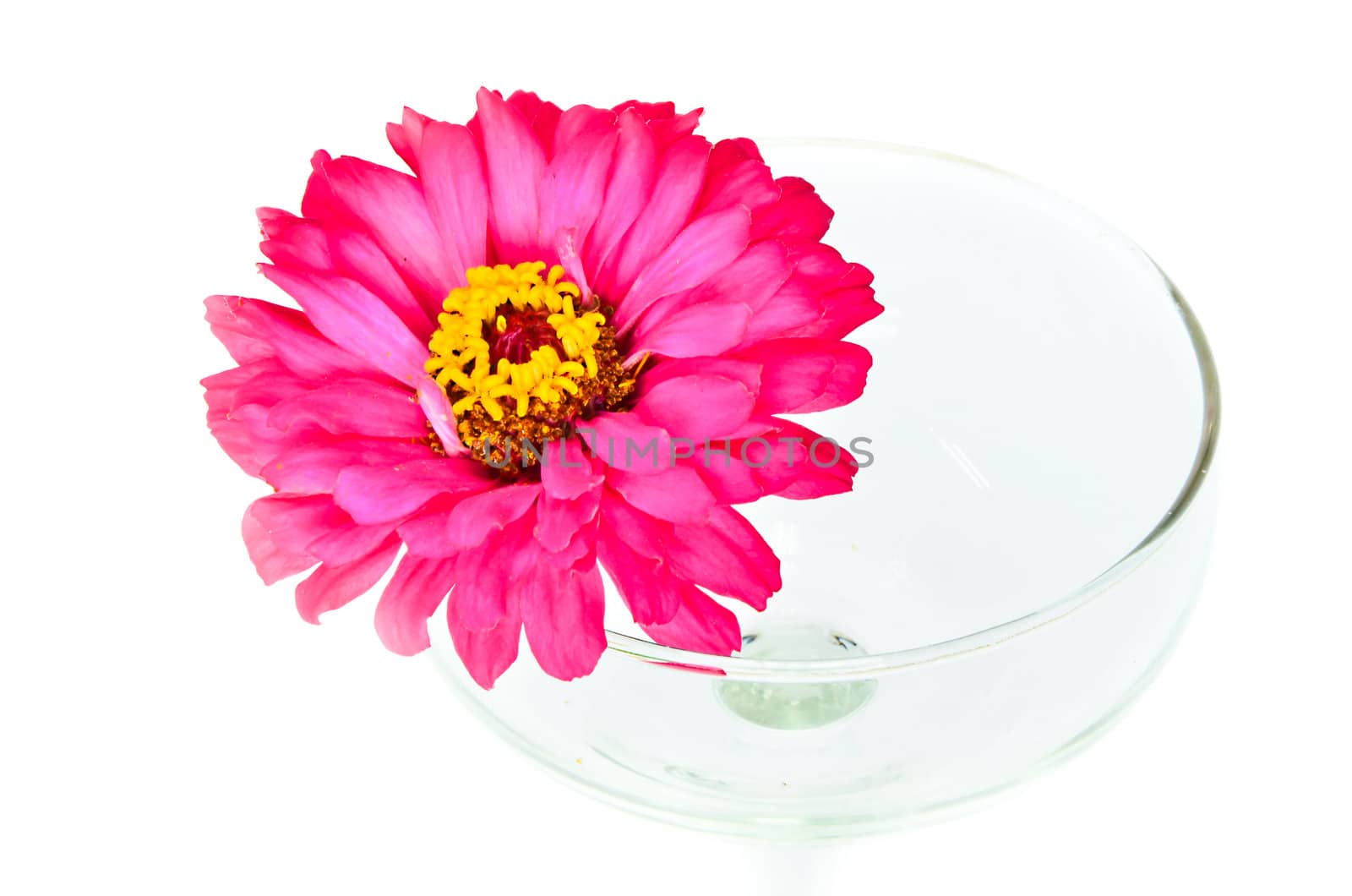 Fuchsia colored zinnia in left glass.