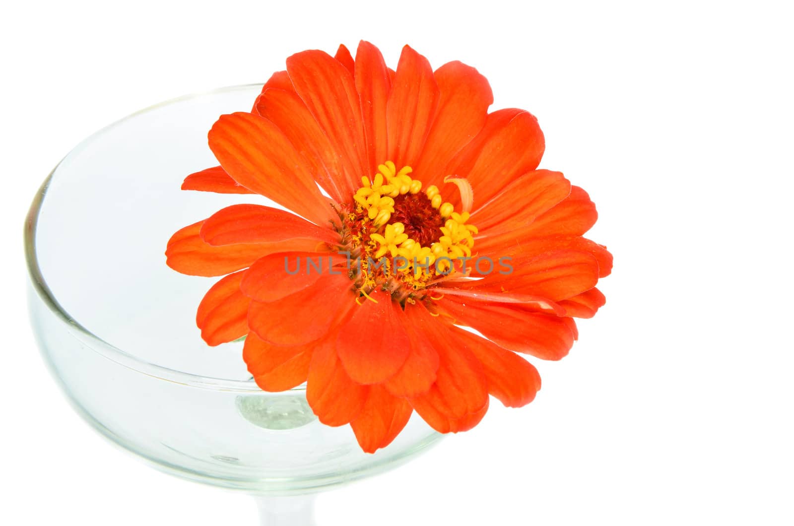 Orange zinnia flowers in glass Right .