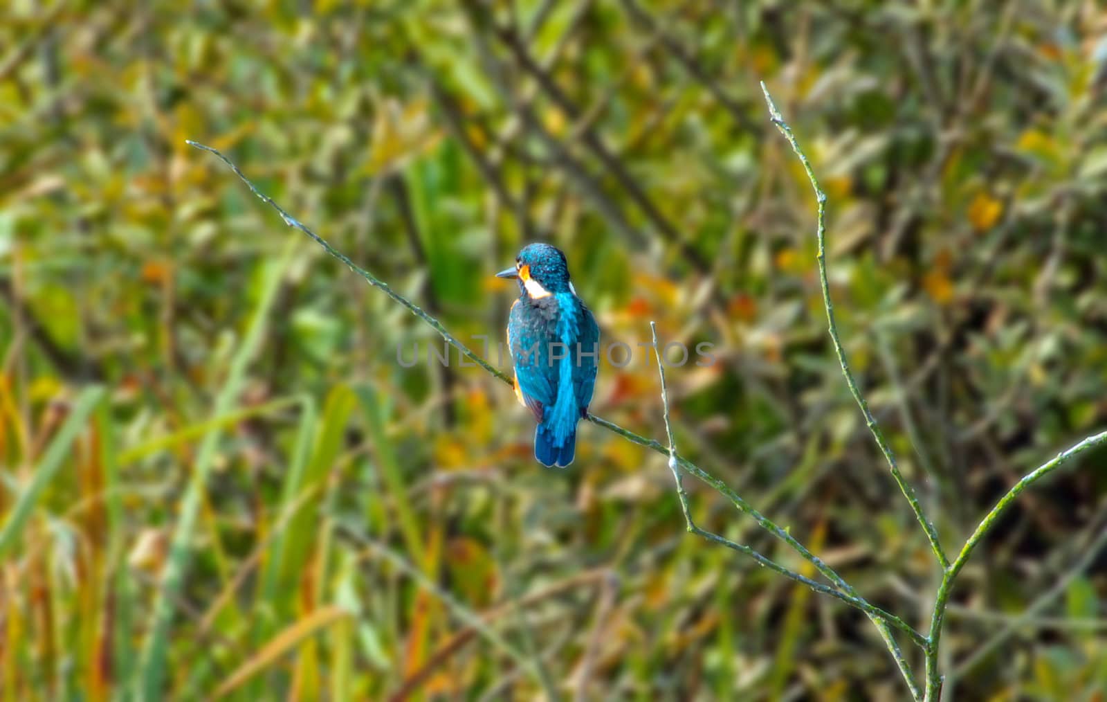 Blue kingfisher on a twig with greenery as background