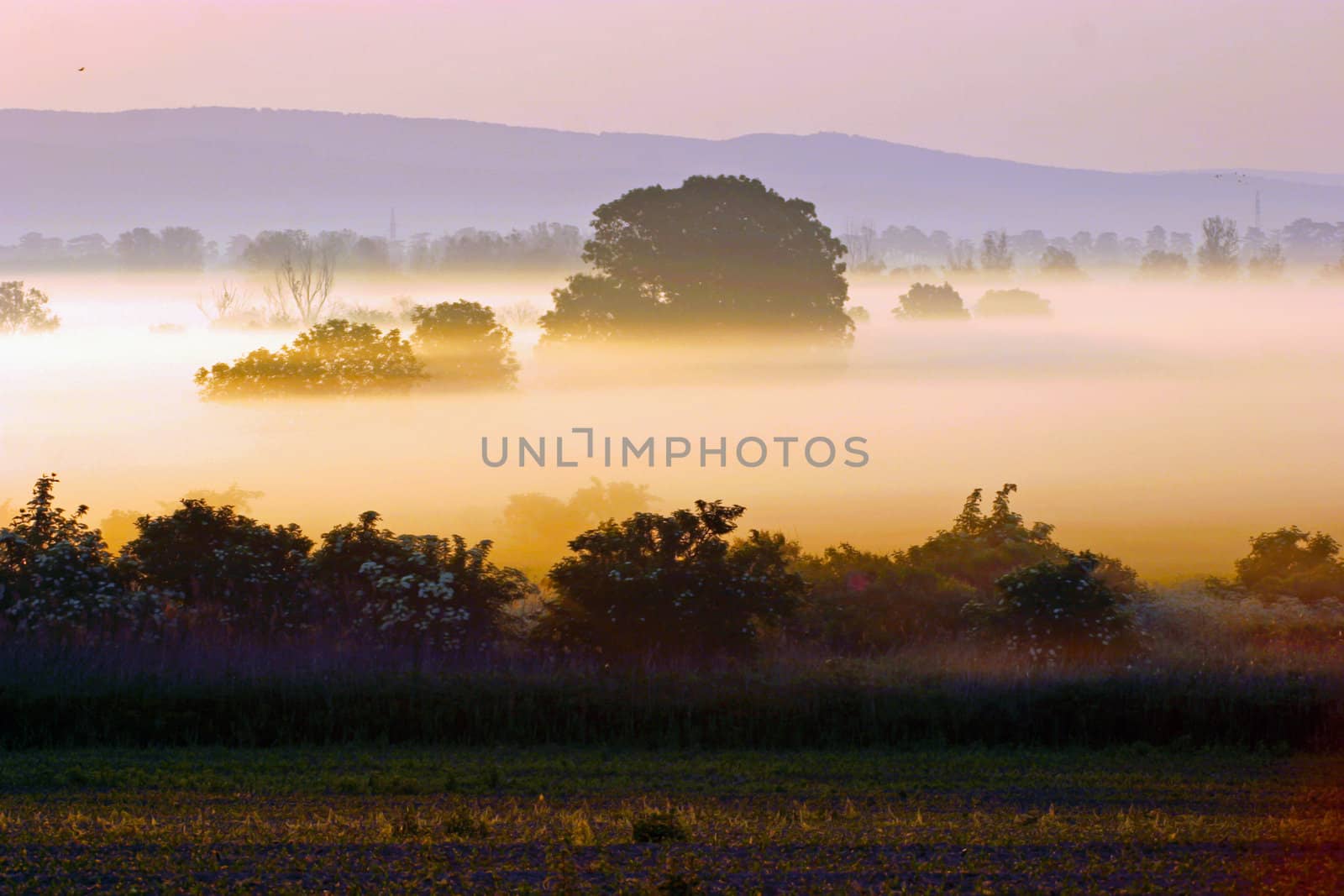 A beautyful sunset in the fog