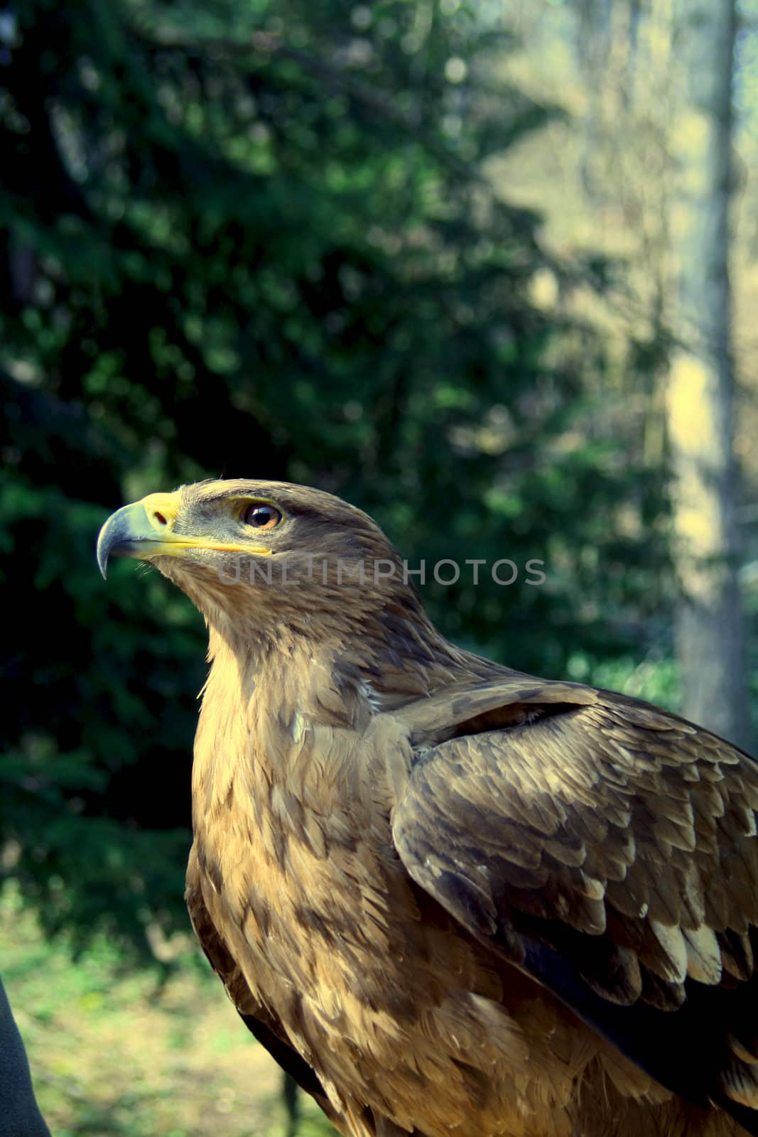 A golden eagle with a leafy environment