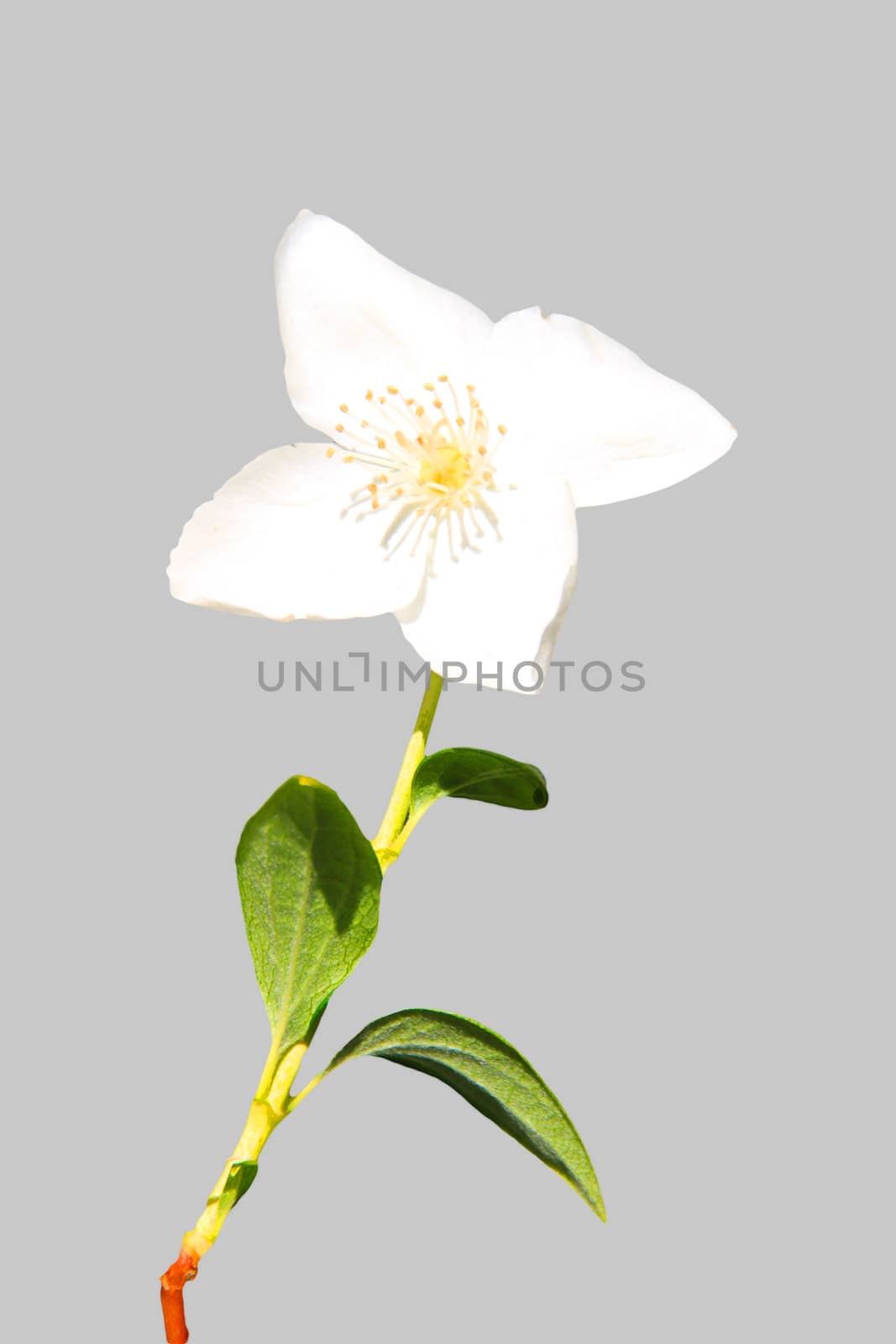 Beautyful Jasmine flower with a light gray background