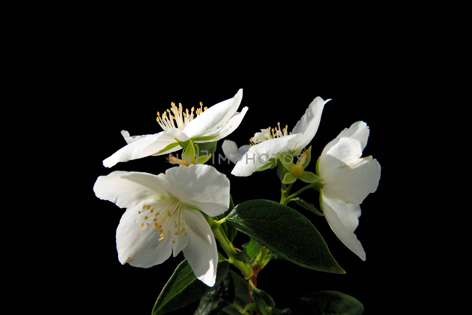 Beautyful Jasmine flower with a black background