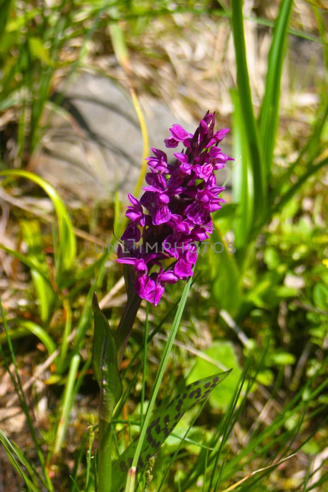 Alpine flower by renegadewanderer