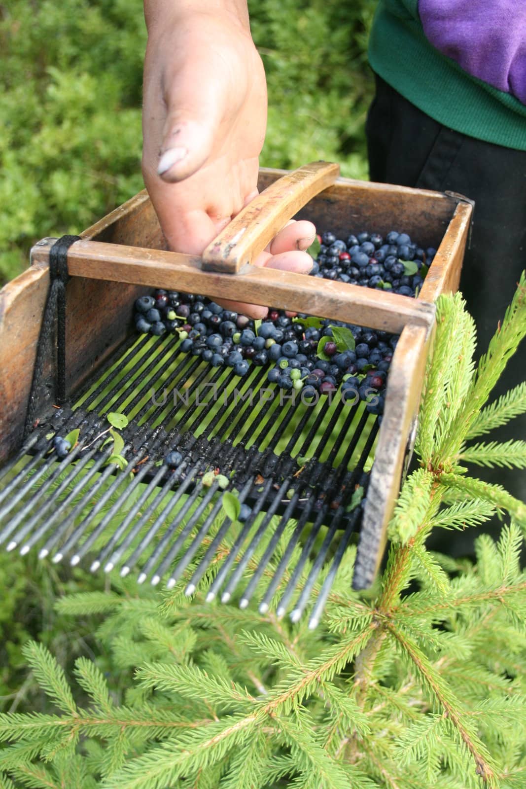 Gypsies picking blueberries in the Transylvanian mountains