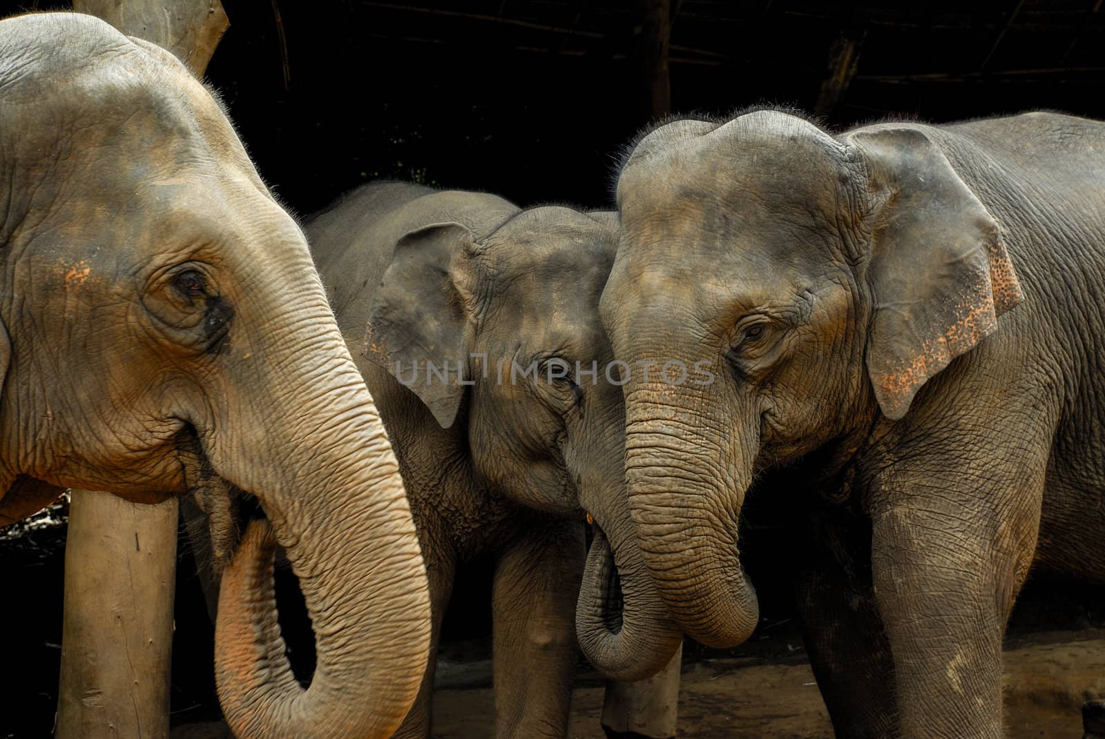 elephant family in northern Thailand