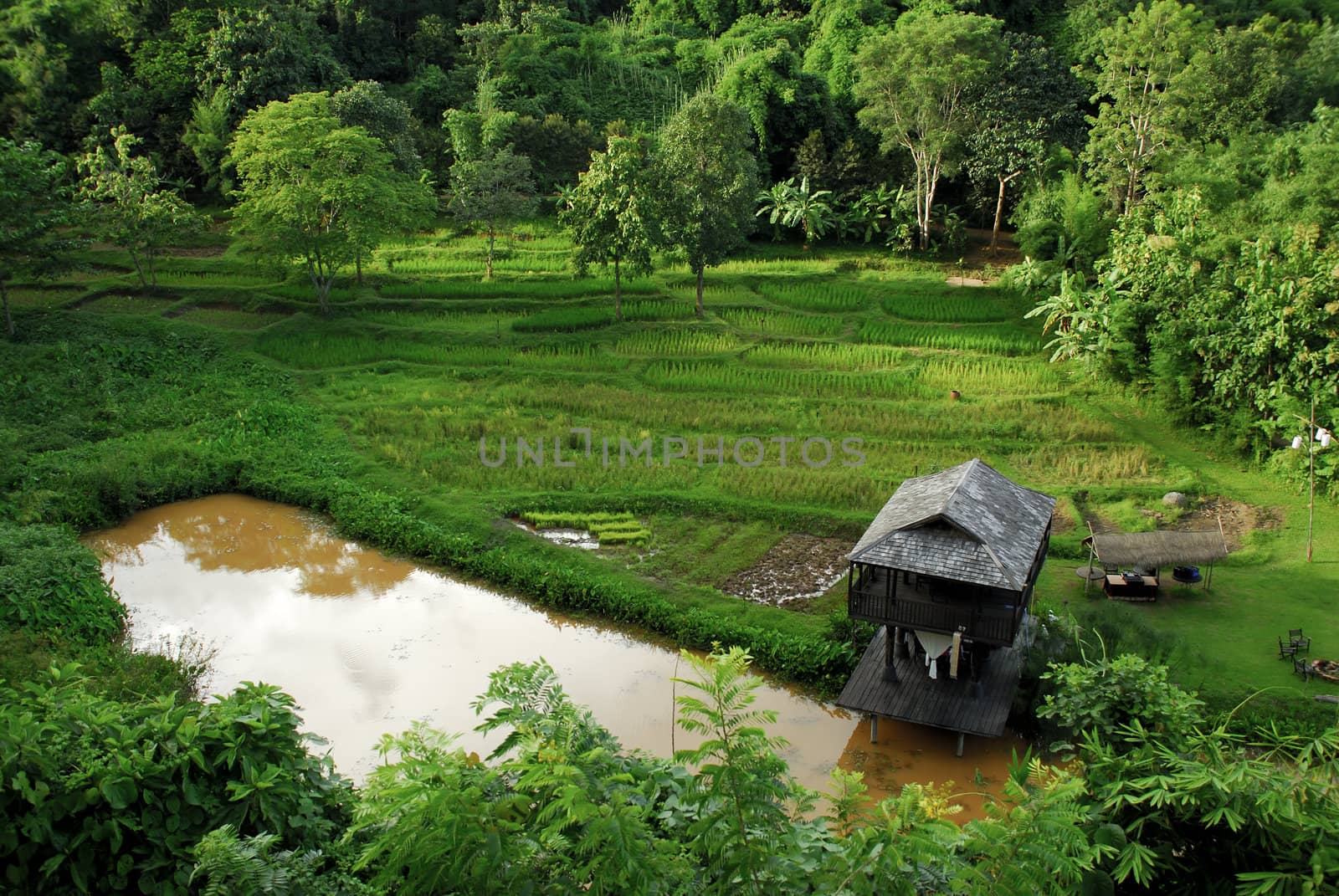 Terraced rice fields in northern Thailand