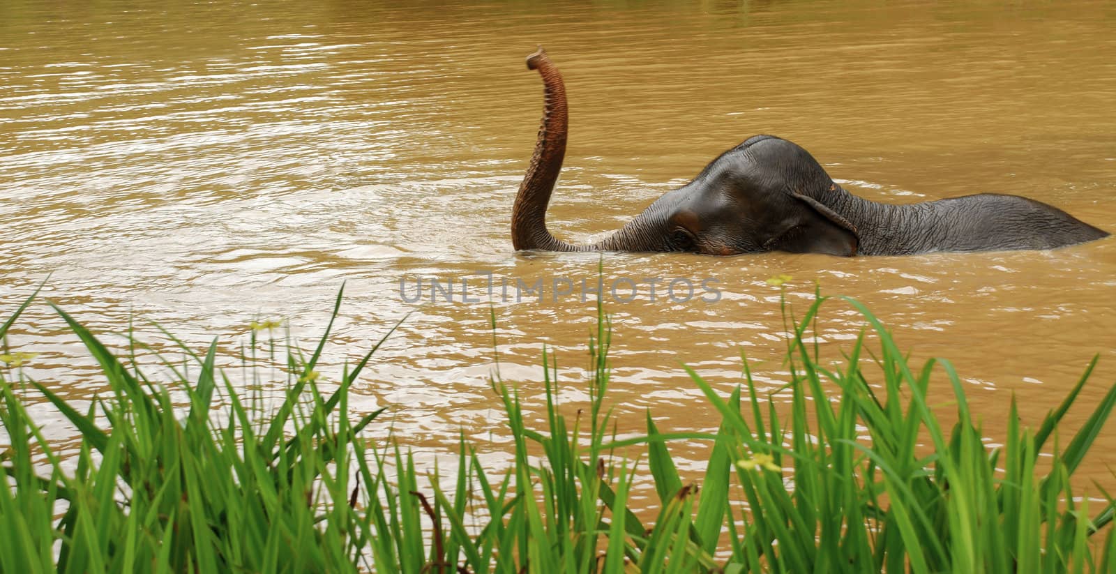 elephant bath in Thailand