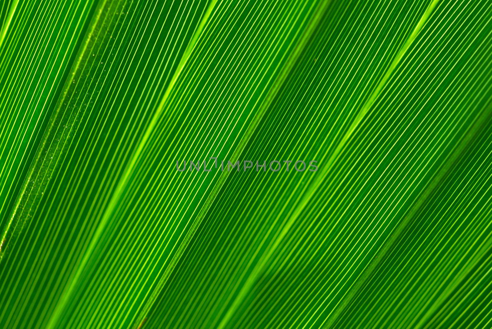 Green palm tree leaf background closup