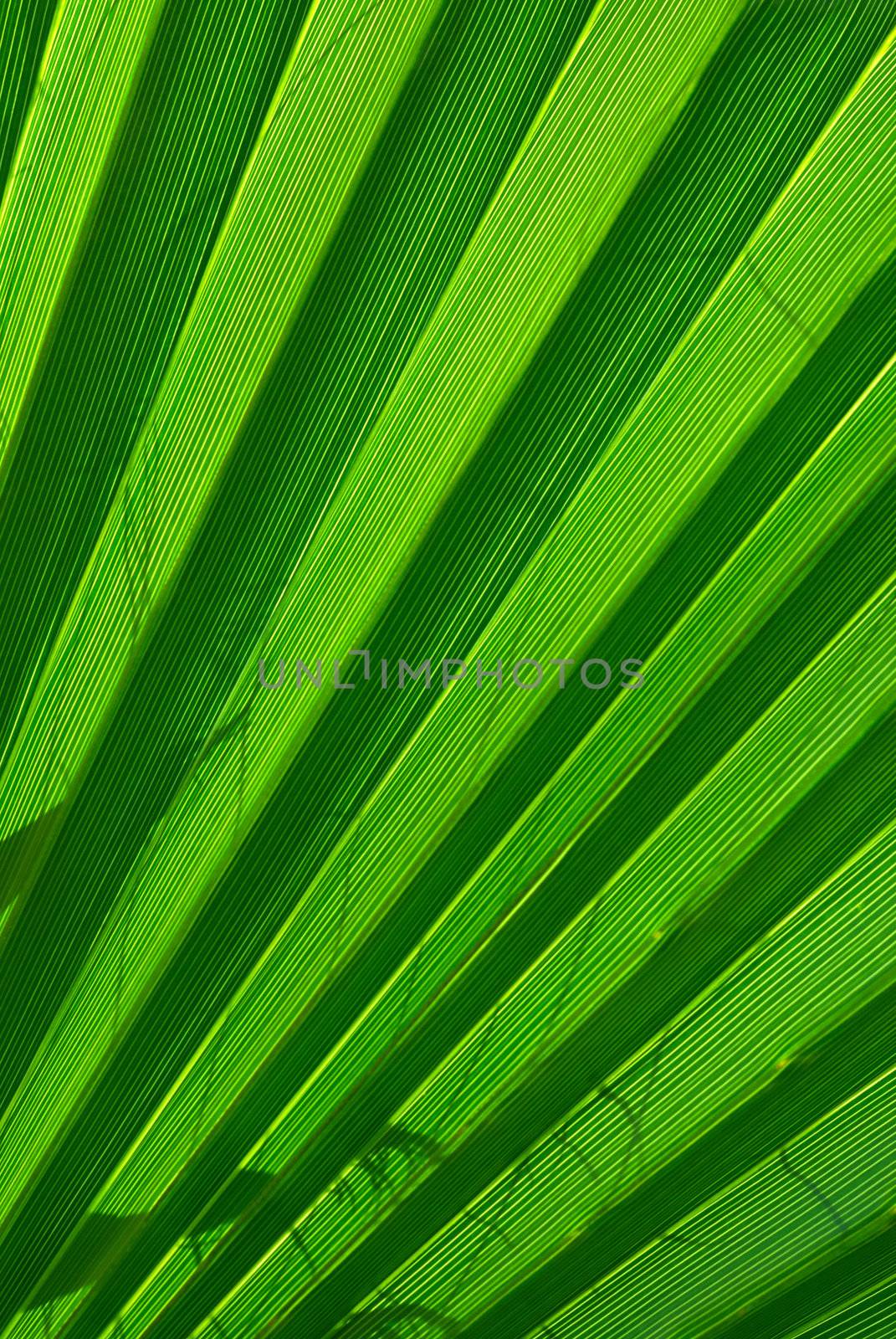 Green palm tree leaf background by kirs-ua