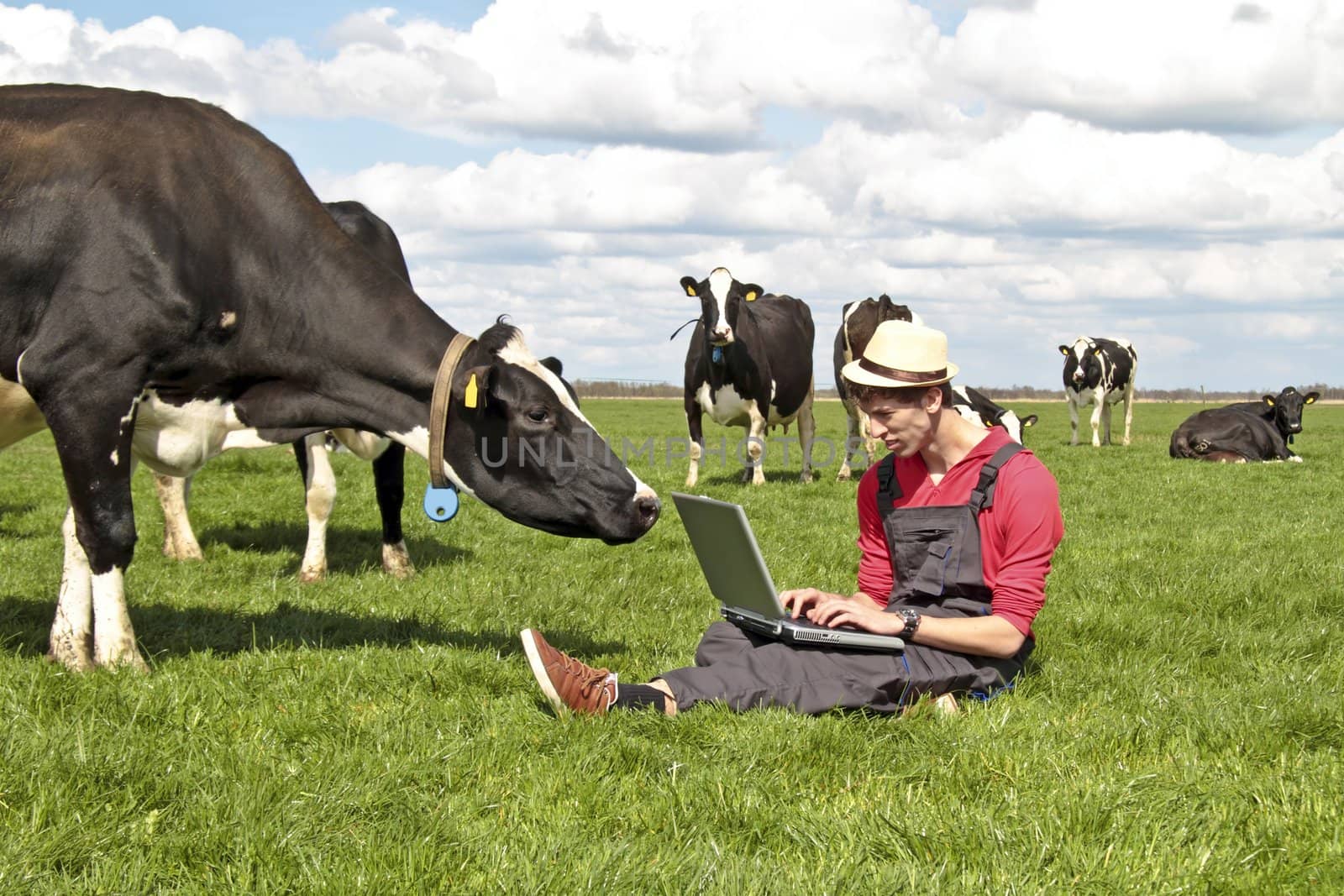Dutch farmer with his laptop between the cows in the countryside