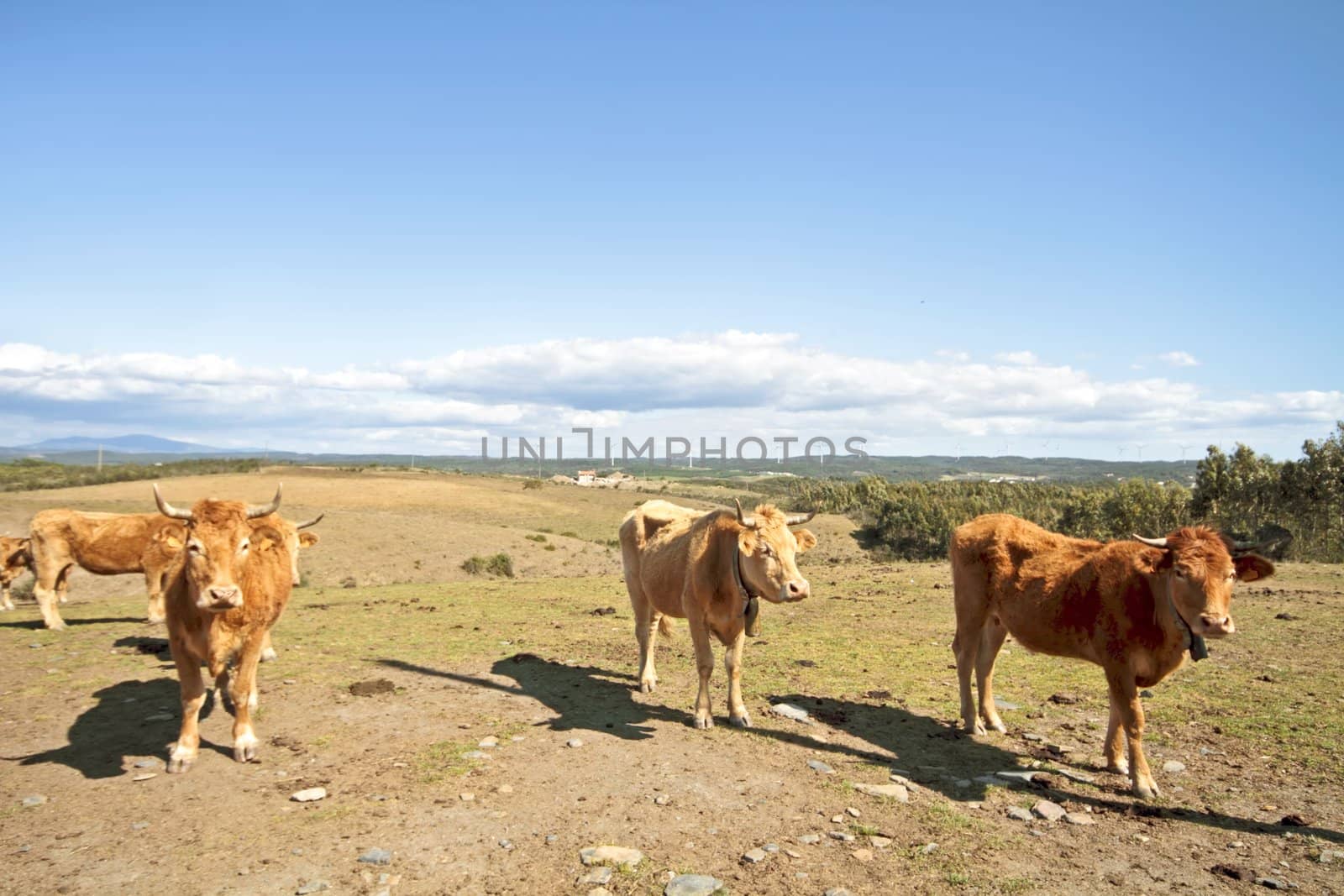 Cows in the countryside from Portugal