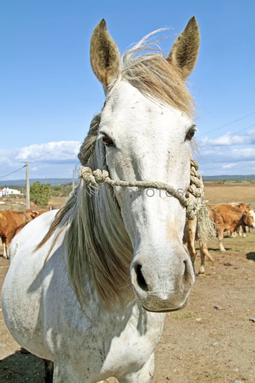 Beautiful white horse in the meadows from Portugal