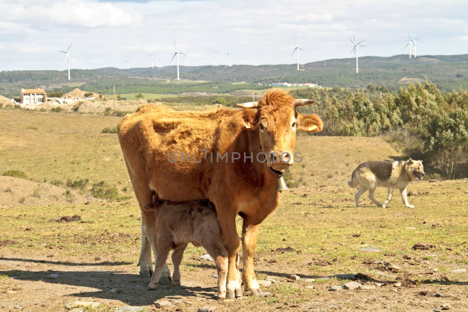 Little calf drinking from his mama cow by devy