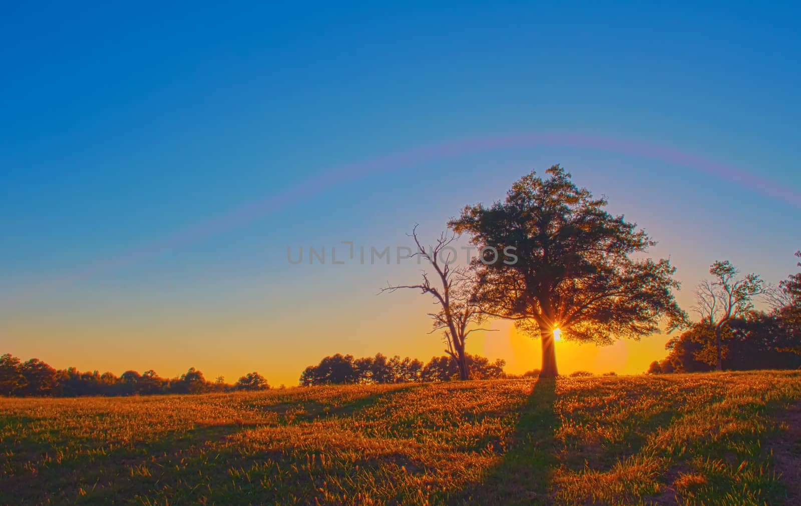 lonely tree sunset on the farm field