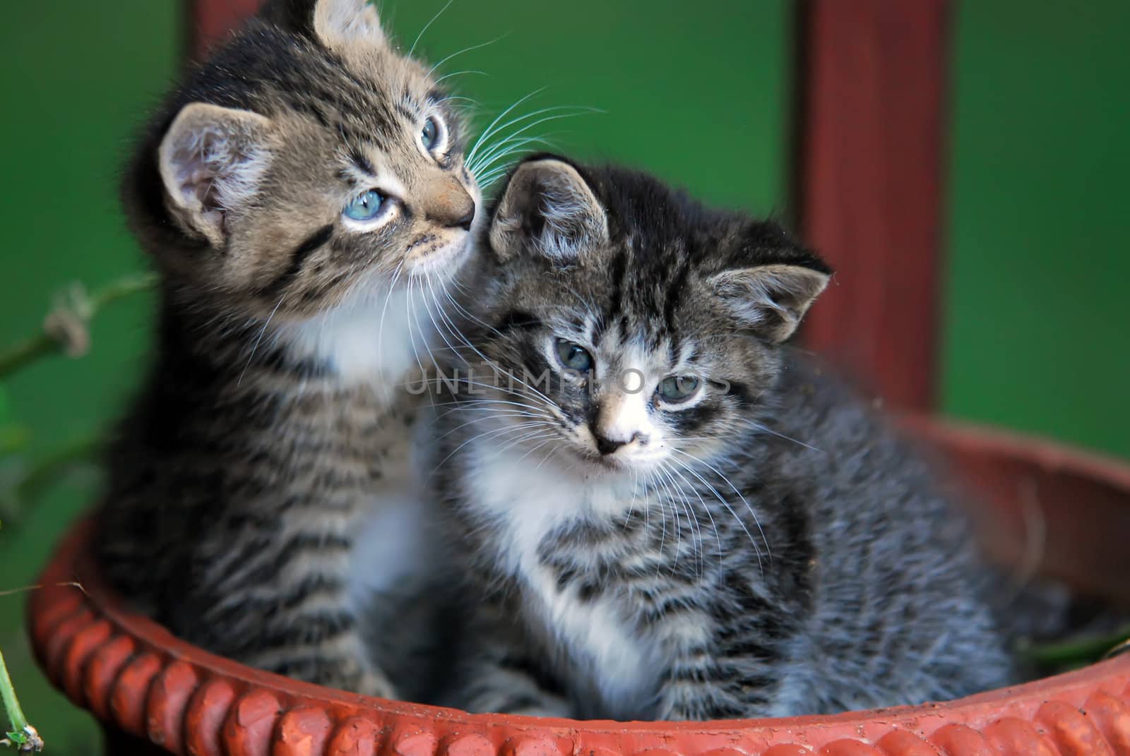 two cute kittens in basket by digidreamgrafix