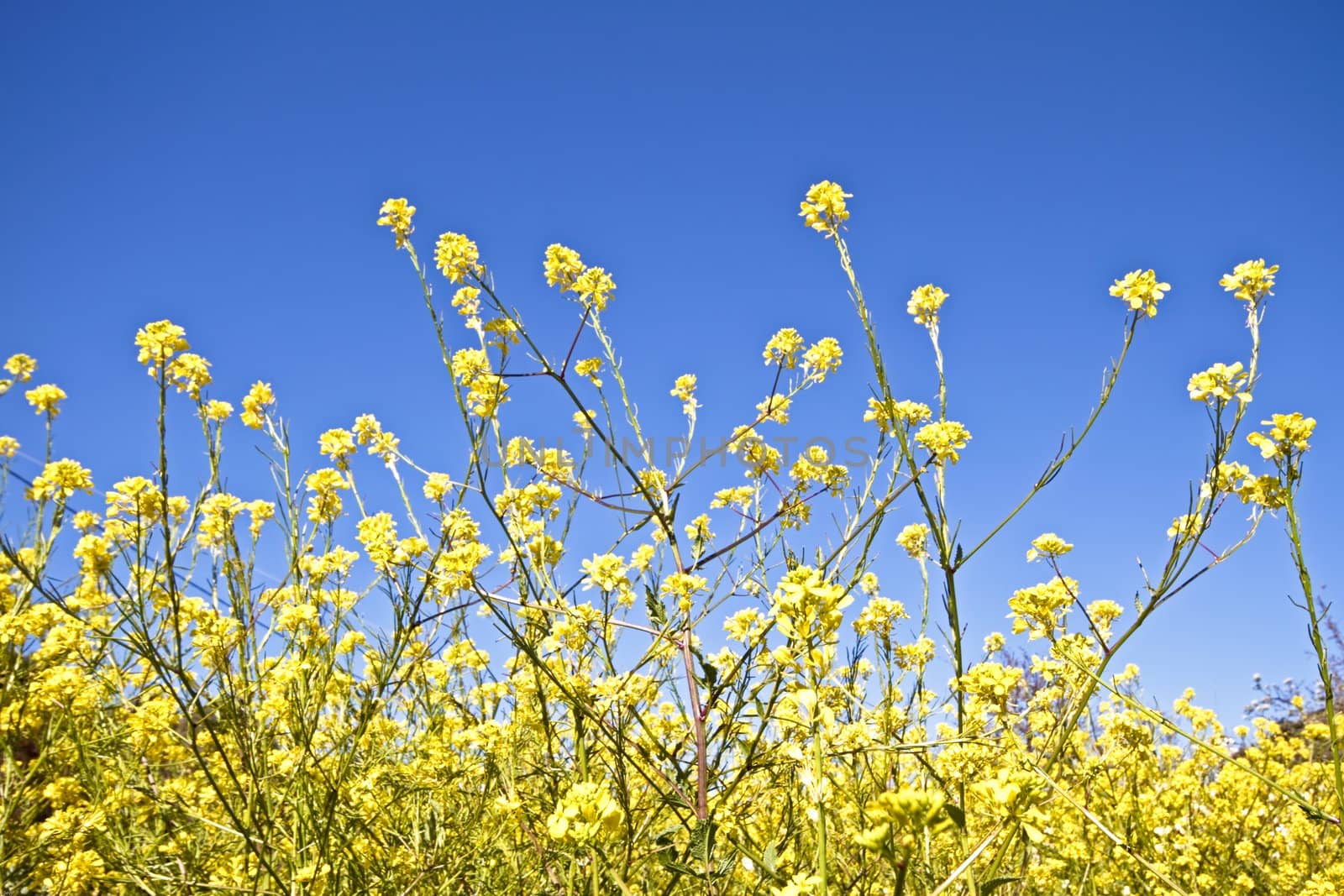 Wild yellow flowers in springtime by devy