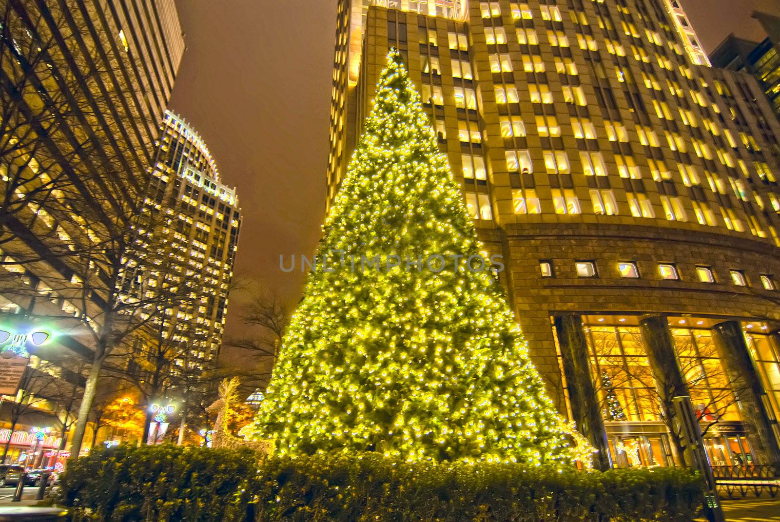 christmas tree in charlotte city by digidreamgrafix