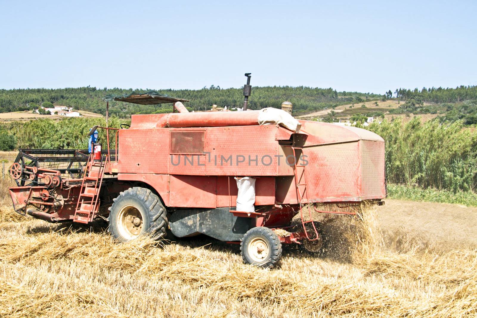 Agricultural machine harvesting wheat