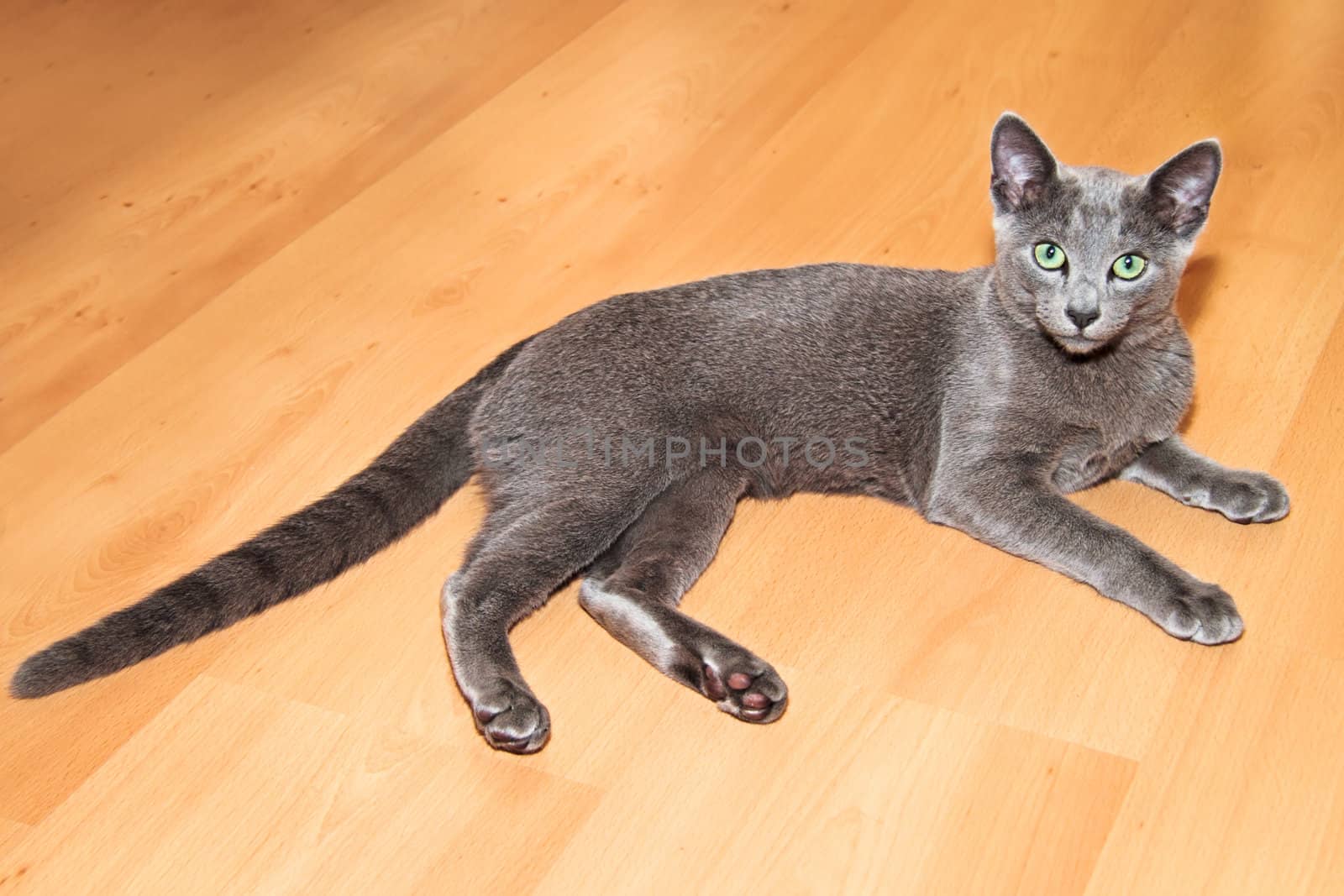 Young russian blue cat