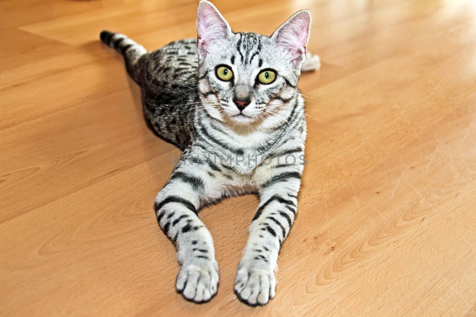 Young egyptian mau  by devy