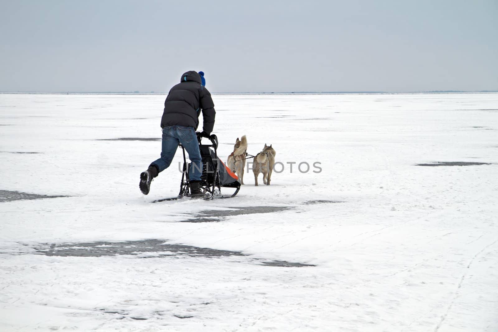 sledging on the frozen IJsselmeer in winter in the Netherlands