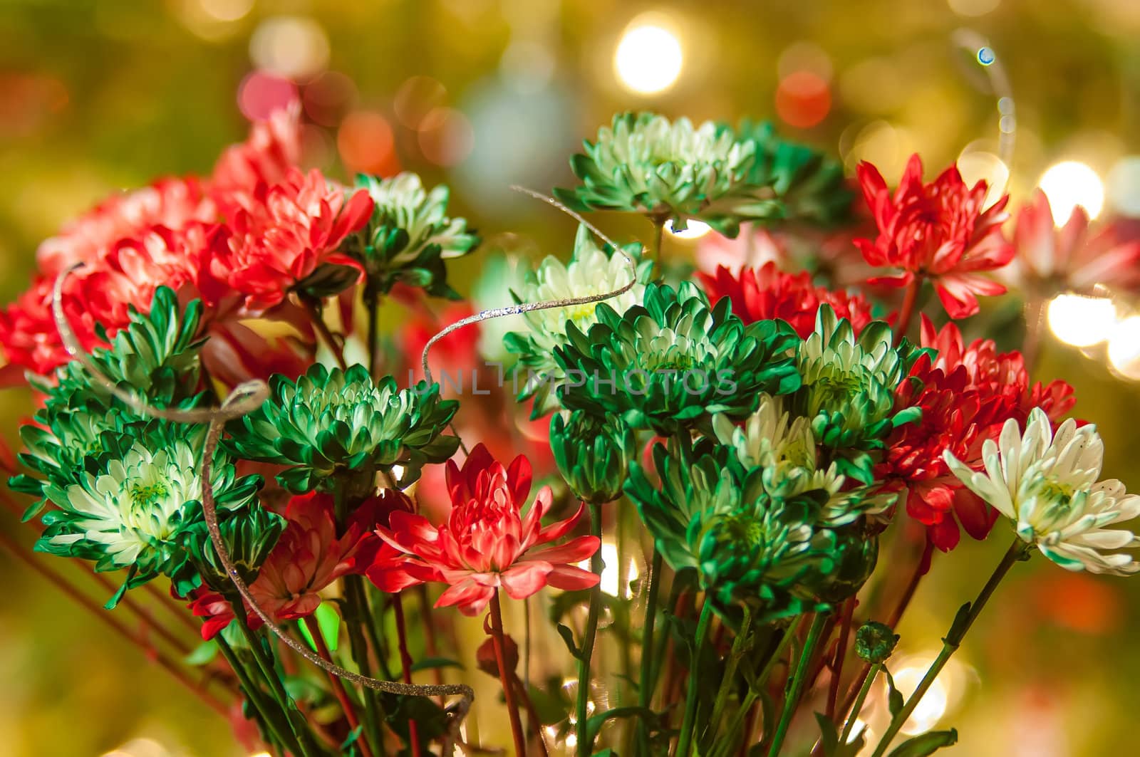 colored daisy flowers with christmas lights in back