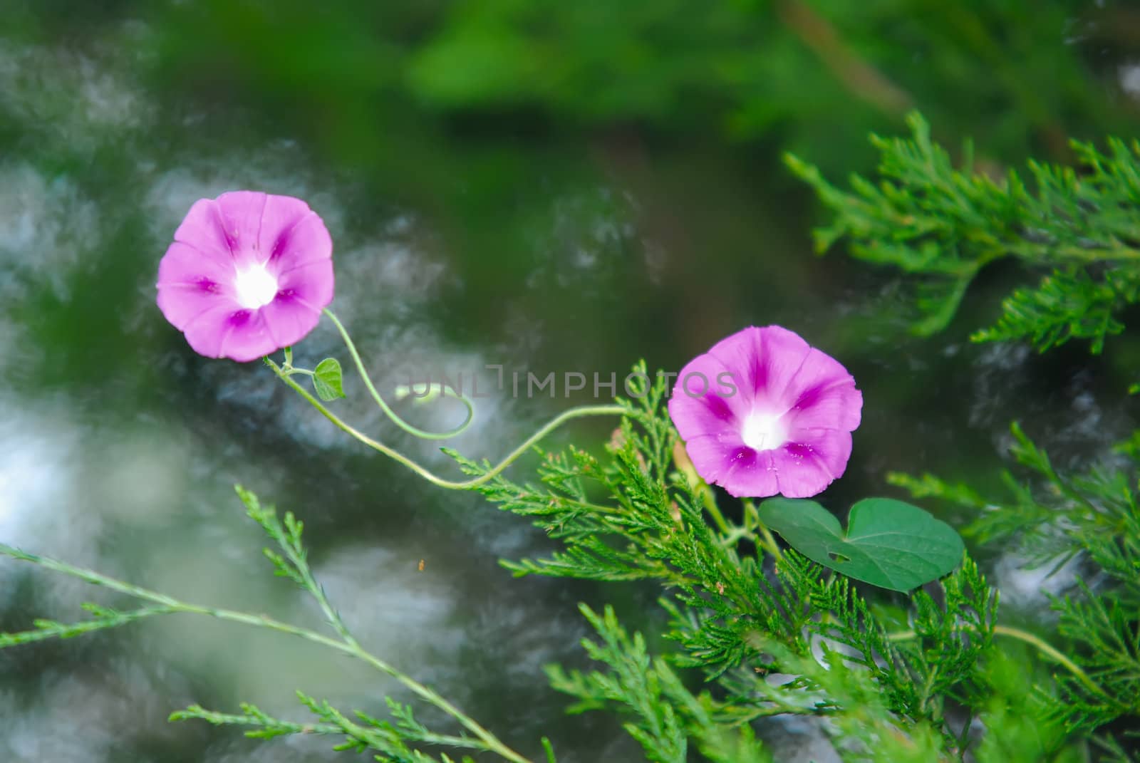 purple morning glory flowers