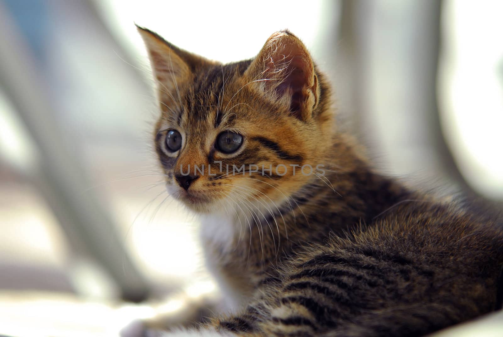 cute and Curious striped  kitten