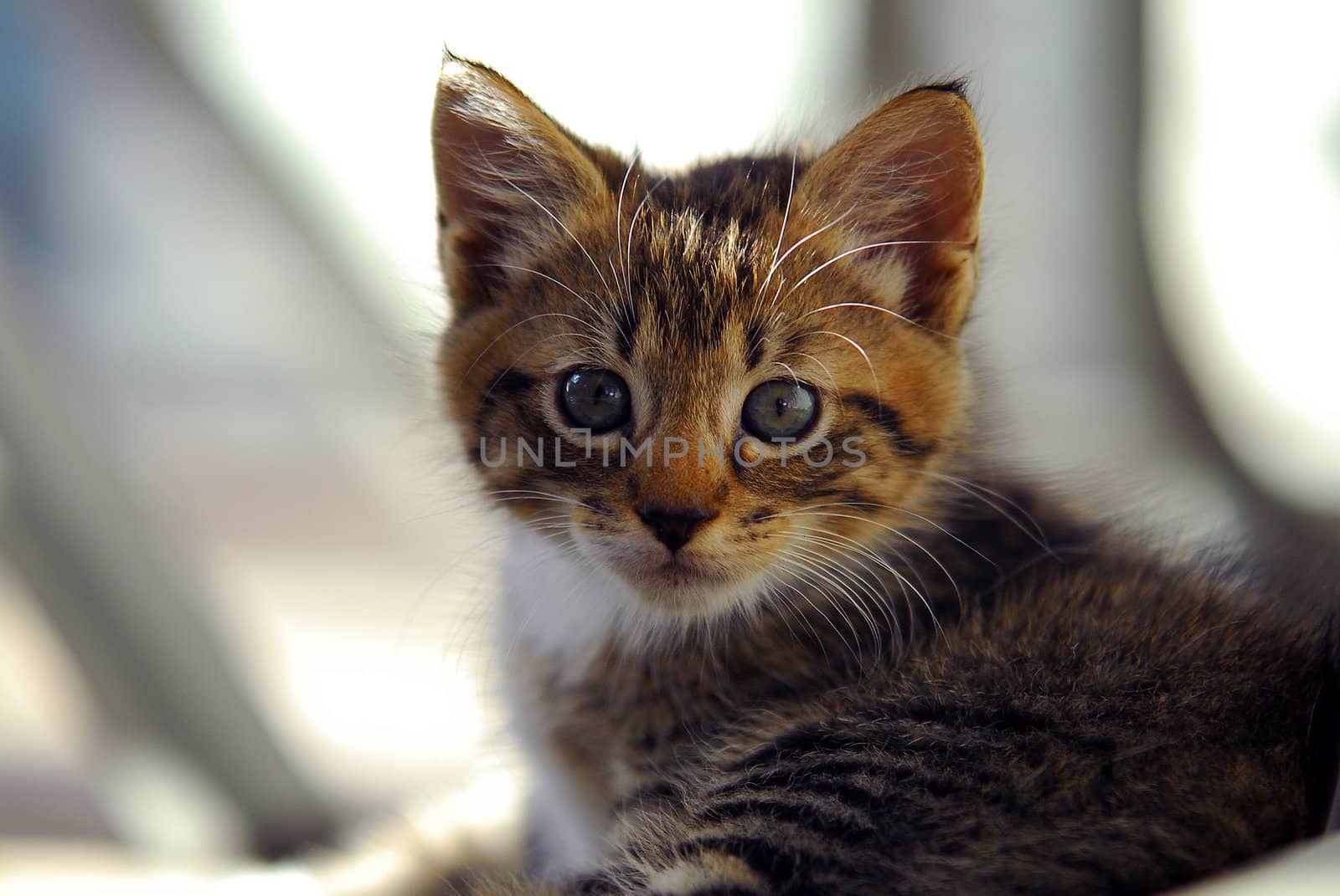 Curious striped  kitten by digidreamgrafix