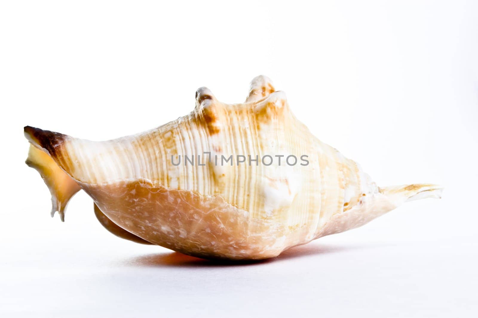 Shell by Natalia-Reutova