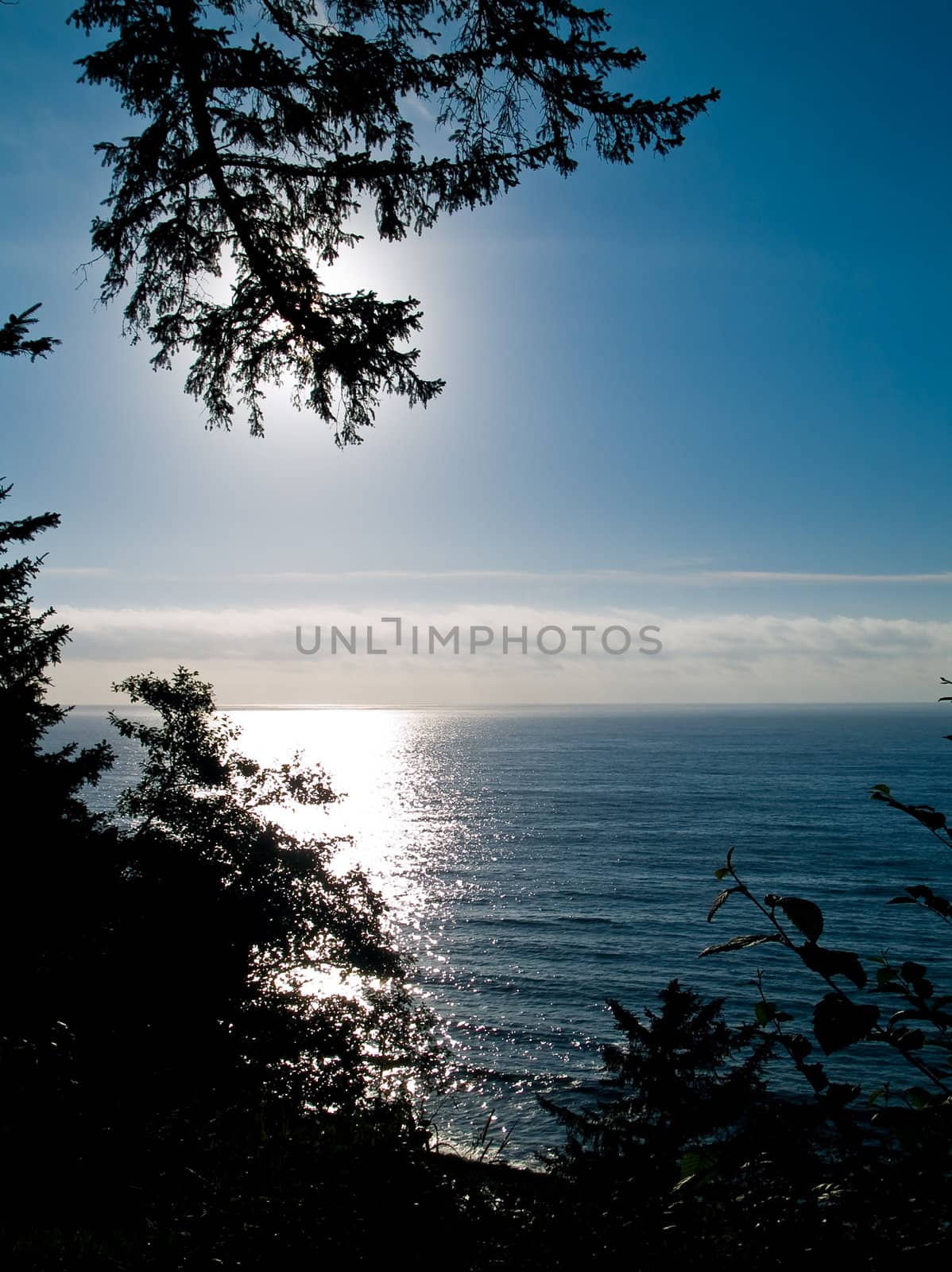 Trees Silhouetted by a Blue Ocean Sunset