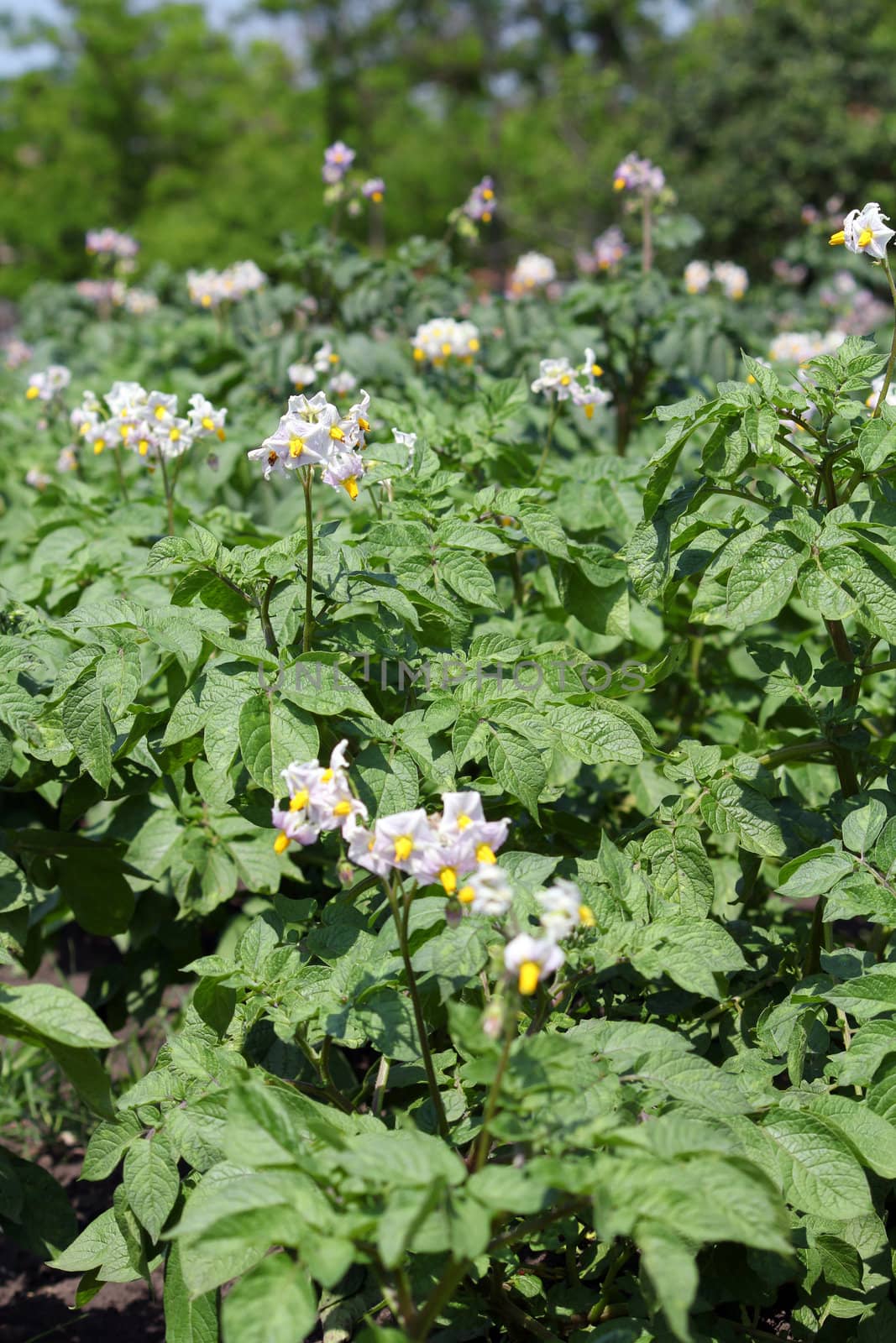 potato flower agriculture spring scene by goce