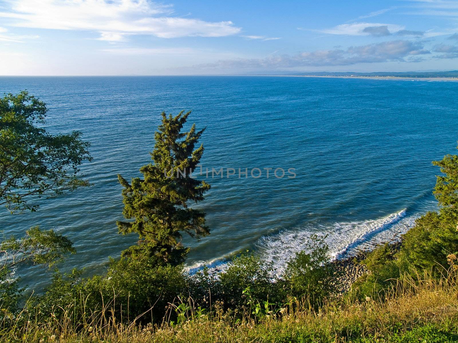 A view of the ocean from a cliff with trees and plants growing on the cliffside. by Frankljunior