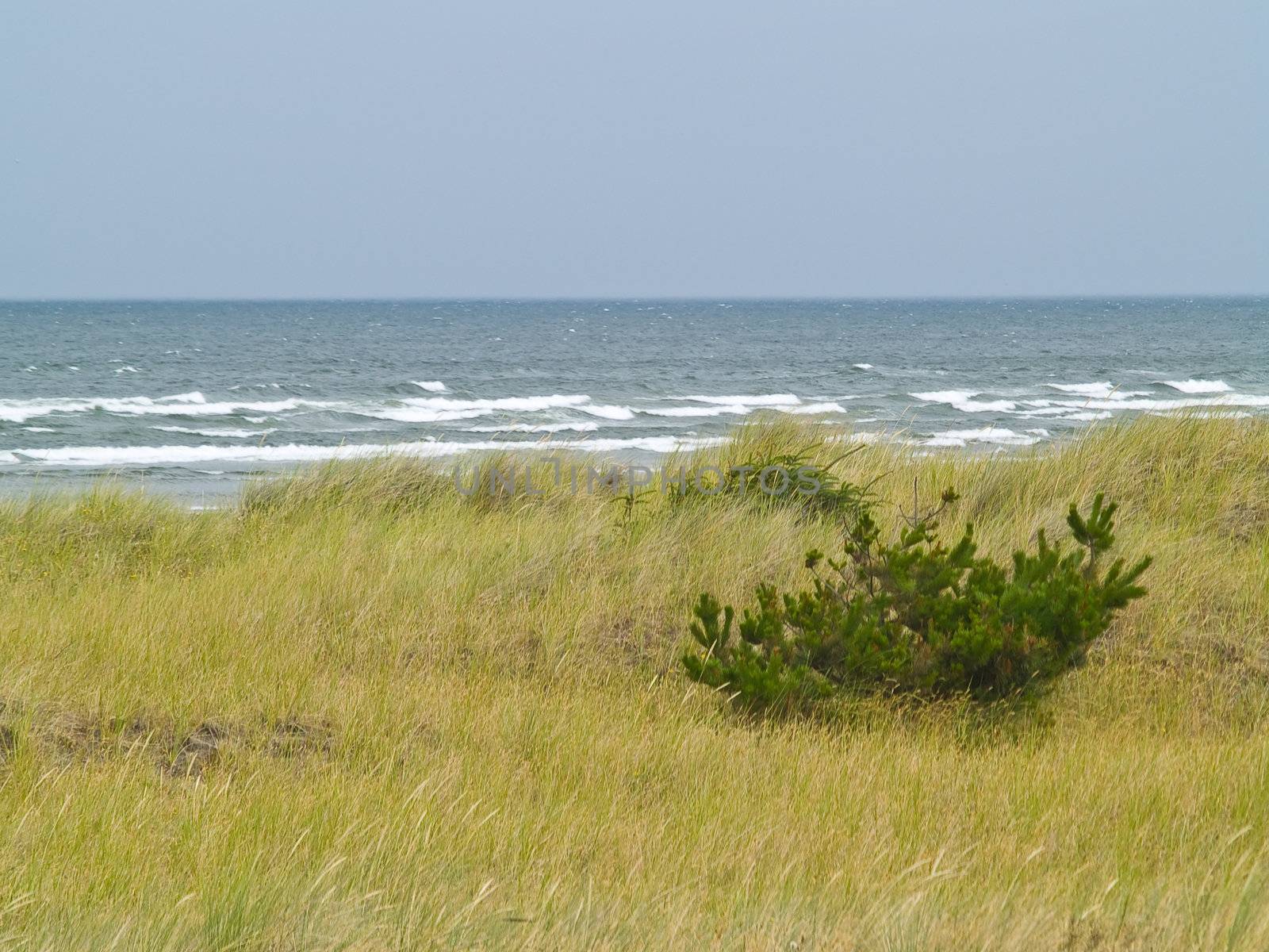 Beach Grass and Beach and Ocean in the Background by Frankljunior