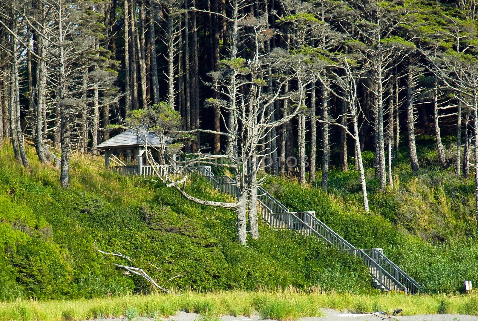 A Gazebo in the Woods with a Stairway from the Beach