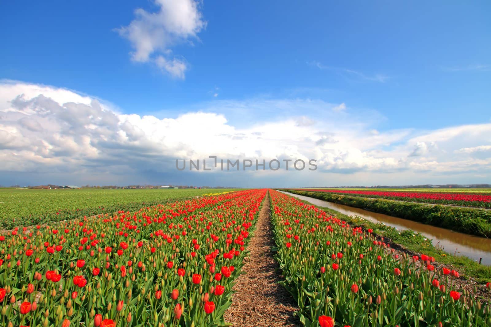 Blossoming tulip fields in the countryside from the Netherlands