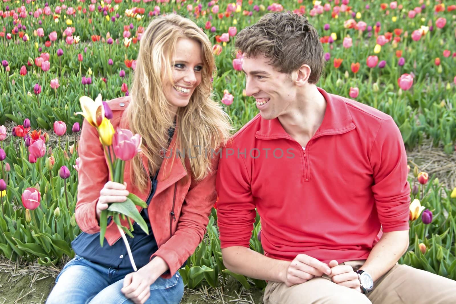 Young happy couple picking tulips in the tulip fields by devy