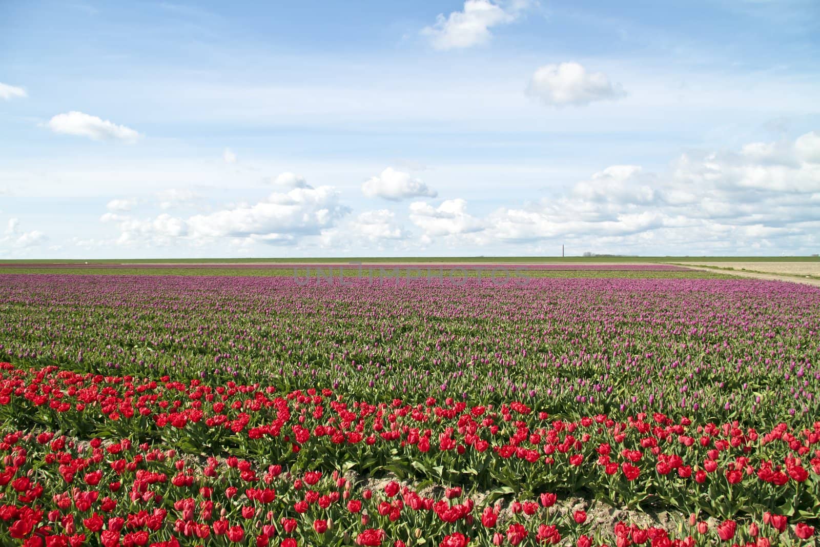Blossoming tulip fields in the countryside from the Netherlands in springtime