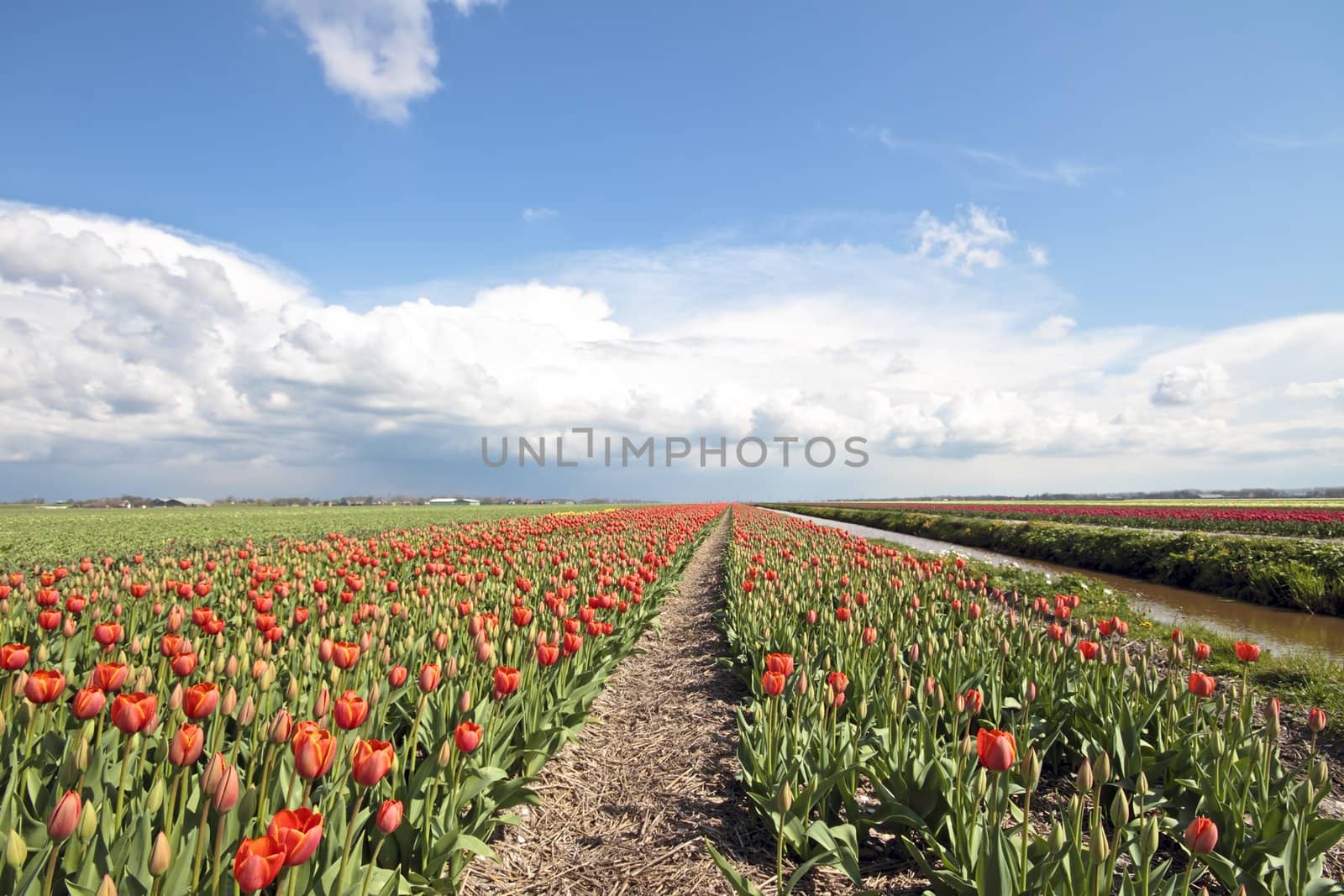 Typical dutch landscape in springtime with tulipfields