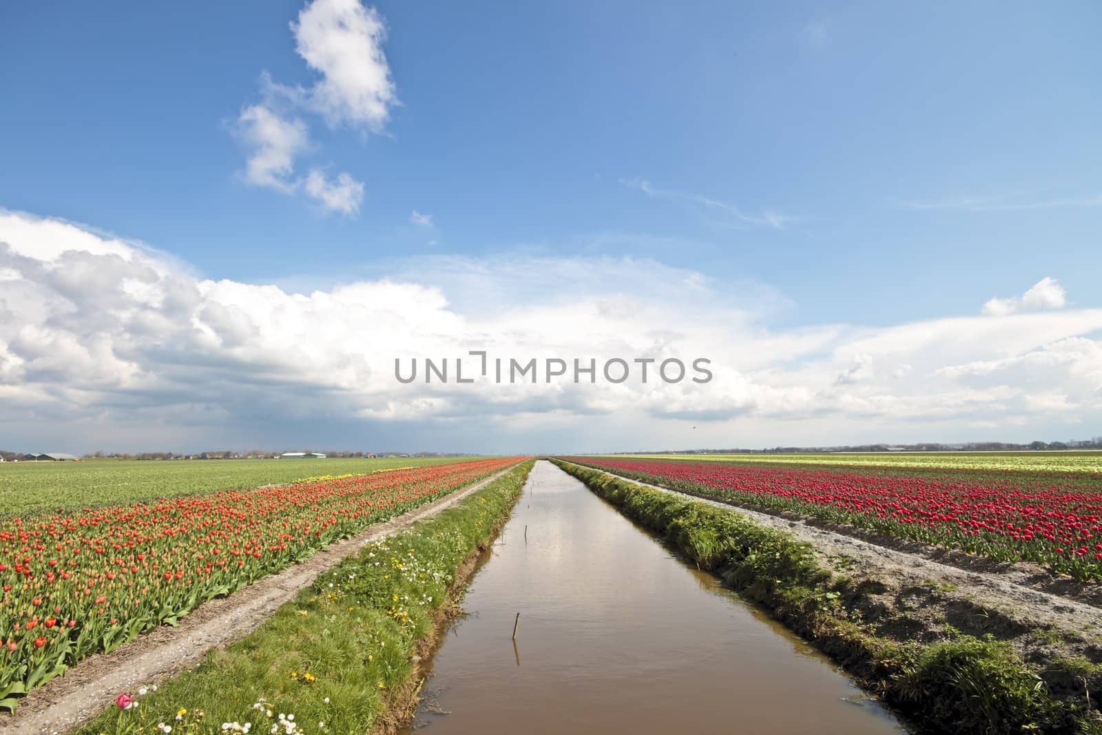 Typical dutch landscape in springtime with tulipfields