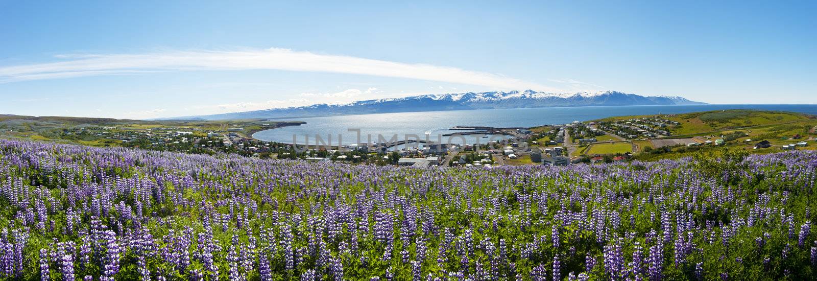 Meadows full of blooming Nootka lupin (Lupinus nootkatensis) above the harbor town of Husavik in the North of Iceland. The town is known for whale watching tours. Panoramic photo