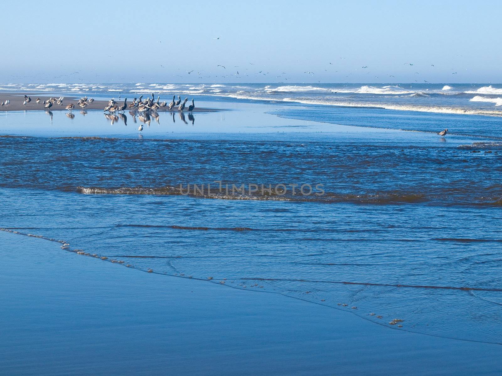 A Variety of Seabirds at the Seashore Featuring Pelicans by Frankljunior